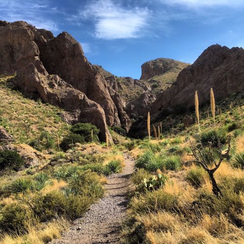 A rocky canyon surrounded by desert vegetation and tall cacti under a blue sky with scattered clouds.