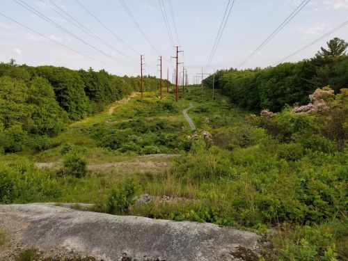 A grassy path runs through a wooded area, with power lines stretching overhead and wildflowers along the edges.