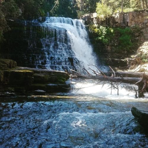 A serene waterfall cascades over rocky ledges into a clear pool, surrounded by lush greenery and fallen branches.