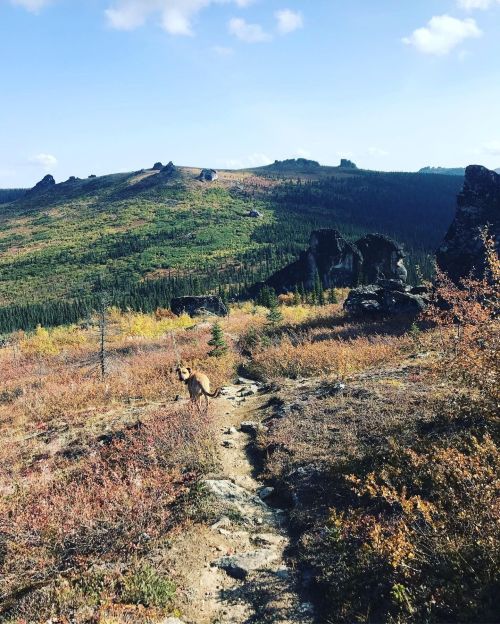 A dog walks along a rocky trail in a colorful, mountainous landscape with trees and distant peaks under a blue sky.
