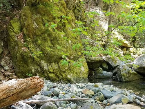 A serene riverbank scene with moss-covered rocks, pebbles, and green leaves reflecting nature's tranquility.