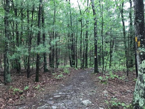A forest path surrounded by tall trees and greenery, with a few trail markers visible on the trunks.