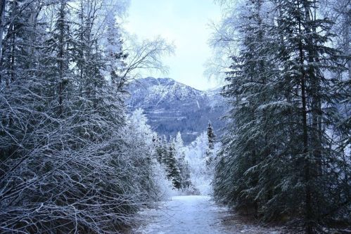 A snowy path surrounded by frosted trees, leading to a mountain in the distance under a cloudy sky.