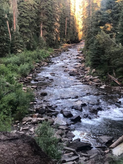 A serene river flows through a lush forest, with sunlight filtering through tall trees along the banks.