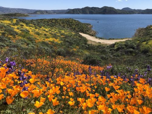 Vibrant orange and purple wildflowers bloom near a serene lake, surrounded by rolling green hills under a clear blue sky.