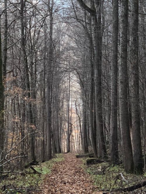 A narrow forest path lined with tall, bare trees and scattered leaves on the ground, leading into the distance.