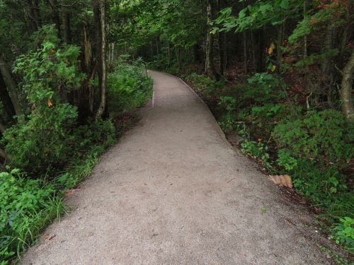 A winding gravel path through a lush green forest, surrounded by trees and foliage.