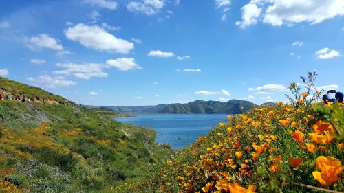 A vibrant landscape featuring orange poppies along a lake, with rolling hills and a blue sky dotted with clouds.