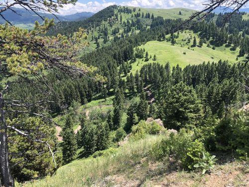 A scenic view of rolling green hills and dense pine forests under a blue sky with scattered clouds.