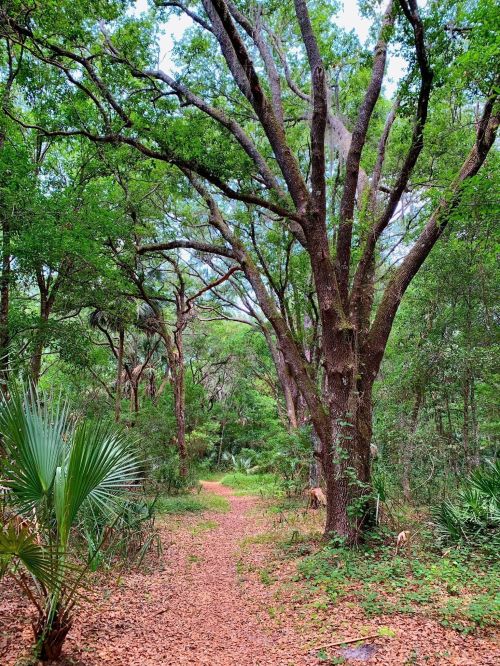 A winding path through a lush green forest, surrounded by tall trees and scattered leaves on the ground.
