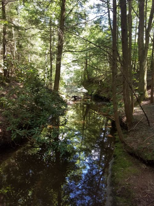 A serene forest scene with a calm creek reflecting trees and sunlight, surrounded by lush greenery.