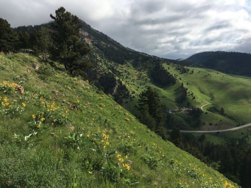 A lush green hillside dotted with yellow wildflowers, with mountains and a winding road in the background under a cloudy sky.