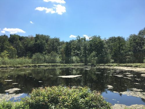 A serene pond surrounded by lush greenery under a clear blue sky with a few clouds.