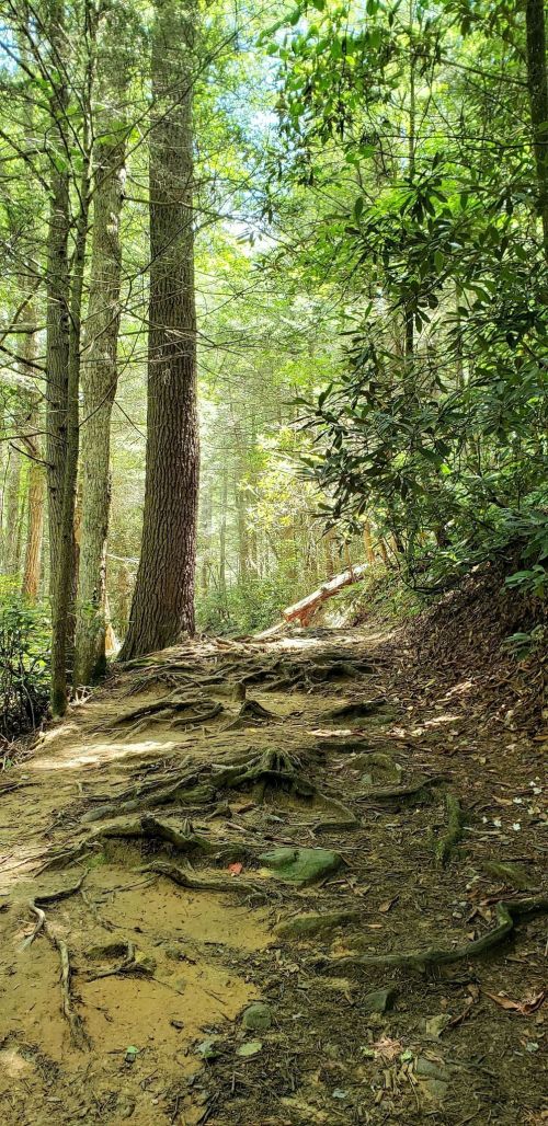 A sunlit forest path with exposed tree roots and lush greenery on either side.