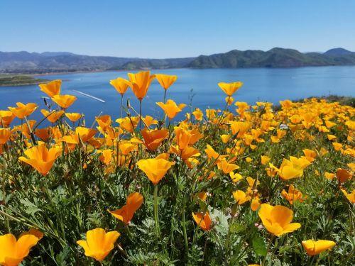 A vibrant field of orange poppies in front of a serene lake and distant mountains under a clear blue sky.