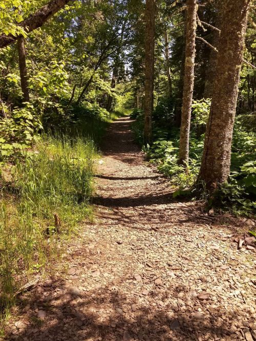 A serene forest path lined with trees and greenery, leading into a sunlit, tranquil woodland.