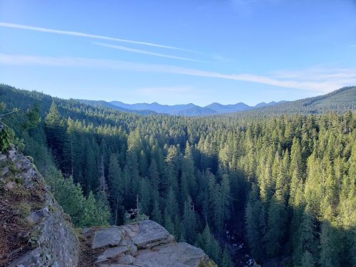 A panoramic view of a dense forest with mountains in the background under a clear blue sky.