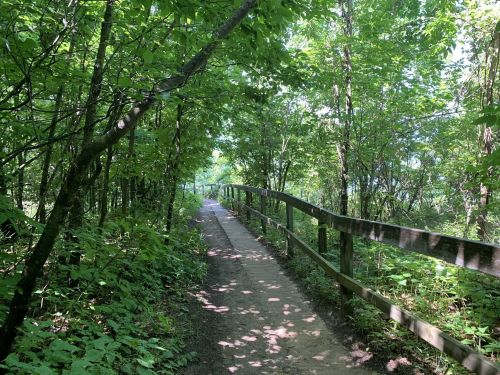 A serene forest path lined with greenery and a wooden fence, inviting exploration through nature.
