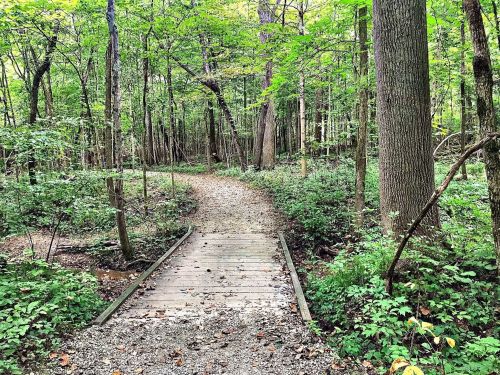 A winding path through a lush green forest, featuring a wooden bridge over a small area of foliage.