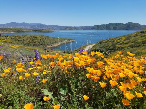 Vibrant orange poppies in the foreground with a serene lake and rolling green hills in the background under a clear blue sky.