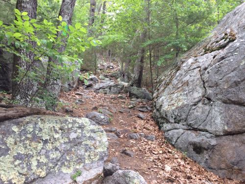 A rocky trail surrounded by trees and greenery, with large boulders and scattered leaves on the ground.