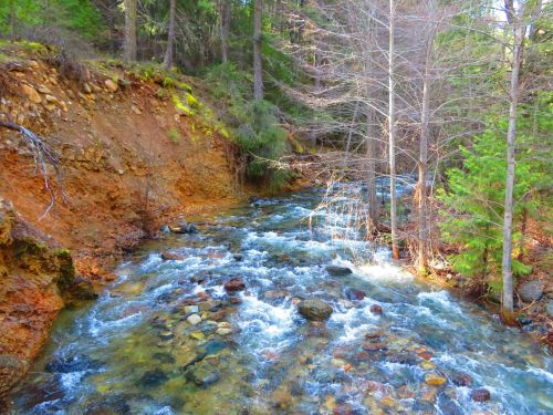 A flowing stream surrounded by rocky banks and trees in a lush forest setting.