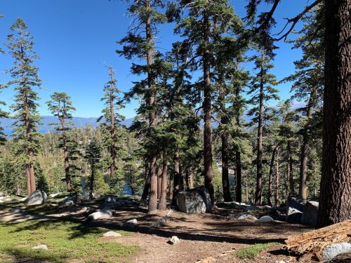 A serene forest scene with tall pine trees, rocky ground, and a clear blue sky in the background.