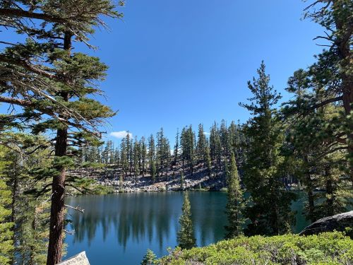 A serene lake surrounded by tall pine trees under a clear blue sky.