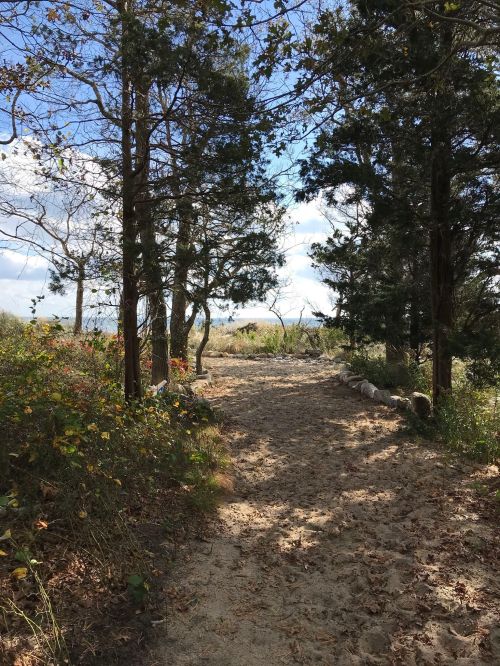 A sandy path winds through trees, leading to an open area with a cloudy sky above.