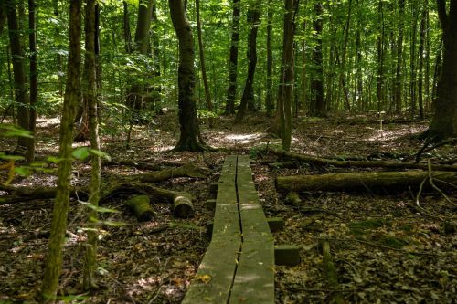 A wooden path through a lush green forest, surrounded by trees and fallen branches. Sunlight filters through the leaves.