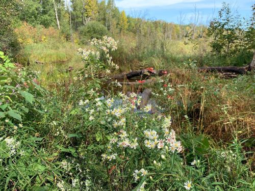 A lush, green landscape with wildflowers in the foreground and a serene, wooded area in the background.