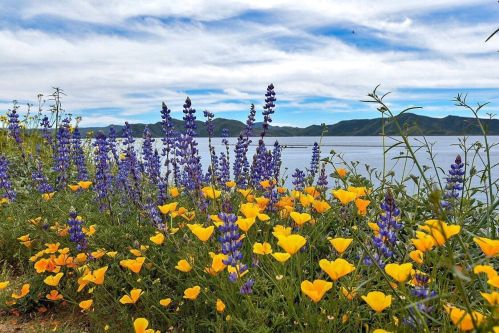 A vibrant landscape featuring purple lupines and yellow flowers by a serene lake, with mountains in the background.