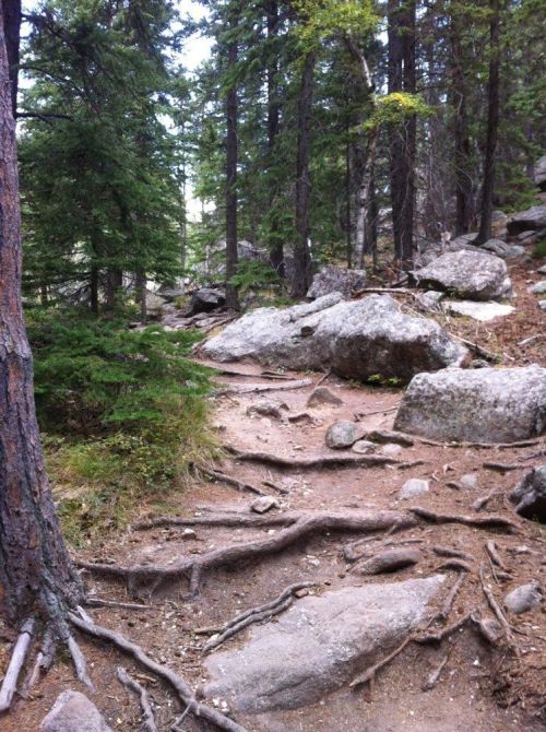 A rocky trail winding through a forest with trees and exposed roots, surrounded by boulders and greenery.