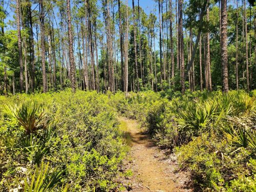 A sunny forest path winding through tall pine trees and lush green underbrush.
