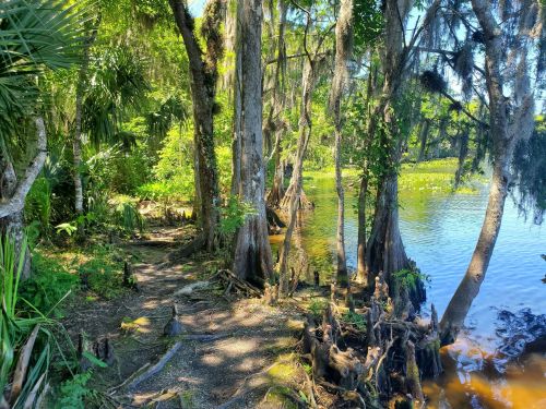 Lush green landscape with cypress trees and a calm waterway, surrounded by vibrant foliage and sunlight.