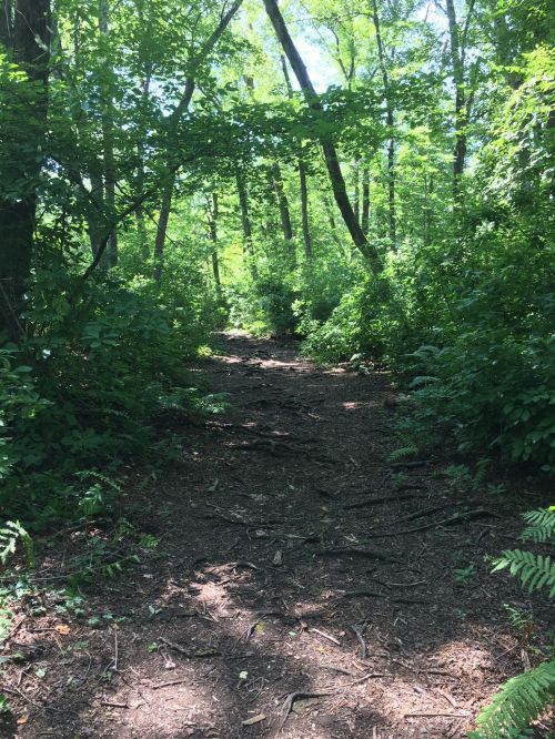 A sunlit forest path surrounded by lush green trees and underbrush, inviting exploration.