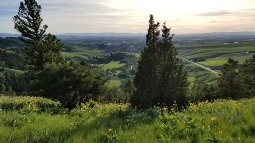 A scenic view of rolling green hills, trees, and wildflowers under a soft sunset sky, with distant mountains visible.