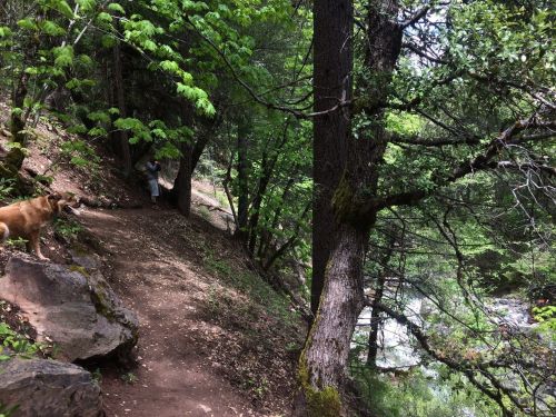 A dirt path winds through a lush green forest, with a dog nearby and a person in the distance by a stream.