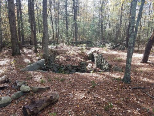 A stone foundation partially covered by leaves in a wooded area, surrounded by trees and fallen branches.