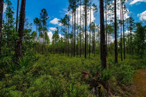Lush green forest with tall pine trees under a bright blue sky with scattered clouds.