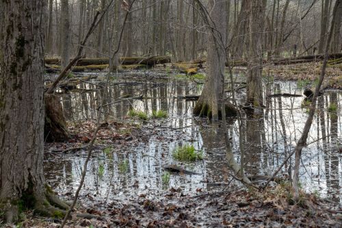 A tranquil wetland scene with trees, water, and emerging green plants, reflecting the surrounding forest.