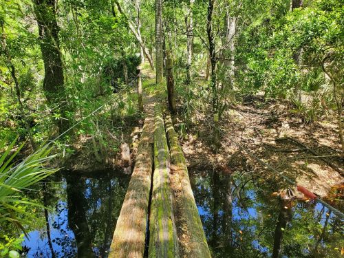 A wooden bridge spans a calm, reflective pond surrounded by lush greenery and dense trees.