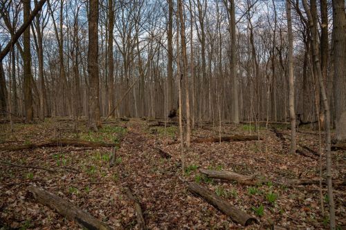 A serene forest scene with bare trees, fallen logs, and emerging green plants on a leaf-covered ground.