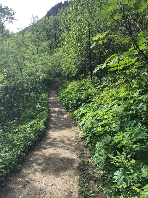 A winding dirt path surrounded by lush green foliage and trees in a serene outdoor setting.