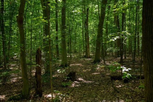 A lush green forest with tall trees and dappled sunlight filtering through the leaves onto the forest floor.