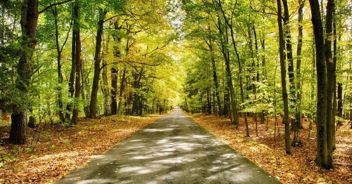 A serene, tree-lined road surrounded by vibrant green and yellow foliage, with fallen leaves on the ground.