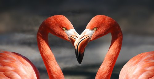 Two vibrant orange flamingos facing each other, forming a heart shape with their necks against a dark background.