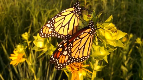 Two monarch butterflies perched on vibrant yellow flowers in a sunlit field.
