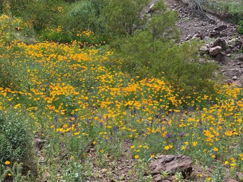 A vibrant field of yellow and purple wildflowers blooming on a rocky hillside, surrounded by green foliage.