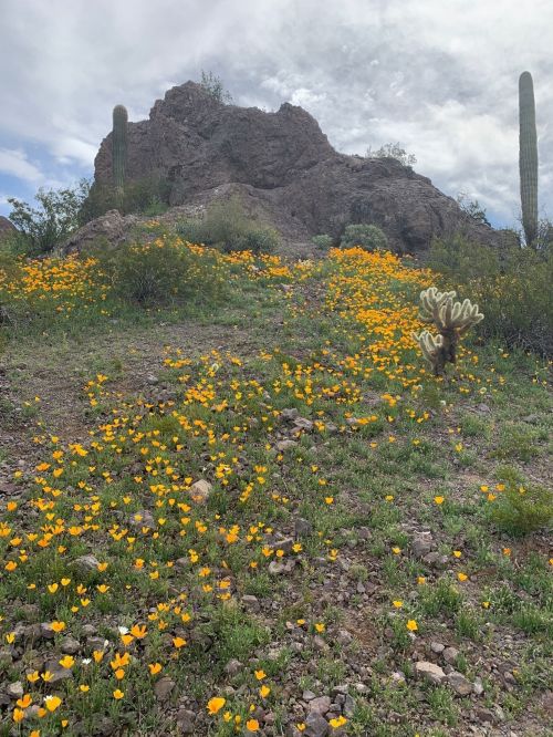 A rocky hillside covered in vibrant yellow wildflowers, with cacti in the foreground and a cloudy sky above.